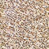 Anti-Ubiquitin Antibody, clone 5J3V7, Rabbit Monoclonal