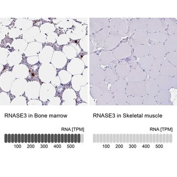 Anti-RNASE3 antibody produced in rabbit Prestige Antibodies&#174; Powered by Atlas Antibodies, affinity isolated antibody, buffered aqueous glycerol solution