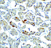 抗 ATF6 (ab1) 兔抗 affinity isolated antibody, buffered aqueous solution