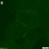 Anti-MRP1 Antibody, clone 1H8 ZooMAb® Rabbit Monoclonal recombinant, expressed in HEK 293 cells