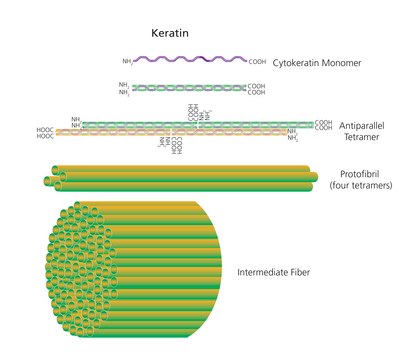 Keratin from human epidermis aqueous solution