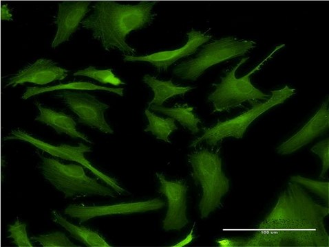 Monoclonal Anti-DAPK2, (C-terminal) antibody produced in mouse clone 1A2, purified immunoglobulin, buffered aqueous solution