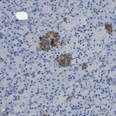 Anti-C15orf48 antibody produced in rabbit Prestige Antibodies® Powered by Atlas Antibodies, affinity isolated antibody, buffered aqueous glycerol solution