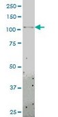 Monoclonal Anti-TLR8 antibody produced in mouse clone 4C6, purified immunoglobulin, buffered aqueous solution