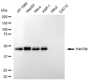 Anti P4HTM Antibody, clone 24GB100, Rabbit Monoclonal clone 24GB100, recombinant rabbit monoclonal, expressed in HEK293 cells