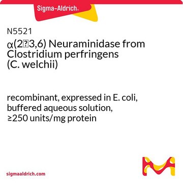 &#945;(2&#8594;3,6) Neuraminidase from Clostridium perfringens (C.&nbsp;welchii) recombinant, expressed in E. coli, buffered aqueous solution, &#8805;250&#160;units/mg protein