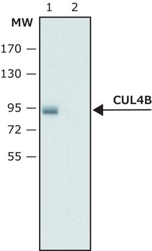 抗-Cullin-4B 兔抗 ~1.0&#160;mg/mL, affinity isolated antibody, buffered aqueous solution