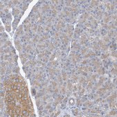 Anti-SIDT1 antibody produced in rabbit Prestige Antibodies® Powered by Atlas Antibodies, affinity isolated antibody, buffered aqueous glycerol solution