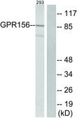 Anti-GPR156 antibody produced in rabbit affinity isolated antibody
