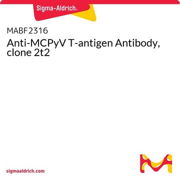 Anti-MCPyV T-antigen Antibody, clone 2t2