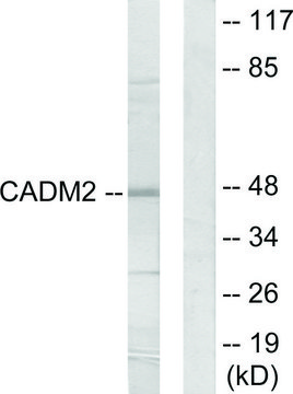 Anti-CADM2 antibody produced in rabbit affinity isolated antibody