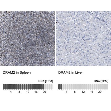 抗-DRAM2 兔抗 Prestige Antibodies&#174; Powered by Atlas Antibodies, affinity isolated antibody, buffered aqueous glycerol solution