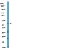 Anti-JMJD4 (NT) Antibody from rabbit