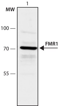 Anti-FMR1 (36-49) antibody produced in rabbit IgG fraction of antiserum