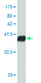 Monoclonal Anti-RAX antibody produced in mouse clone 3G8, purified immunoglobulin, buffered aqueous solution