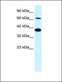 Anti-GRIK2 (AB2) antibody produced in rabbit IgG fraction of antiserum