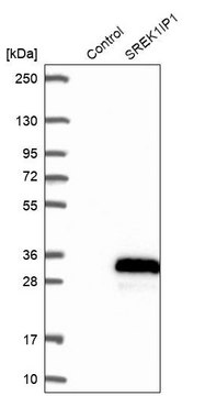 Anti-SREK1IP1 antibody produced in rabbit Prestige Antibodies&#174; Powered by Atlas Antibodies, affinity isolated antibody, buffered aqueous glycerol solution