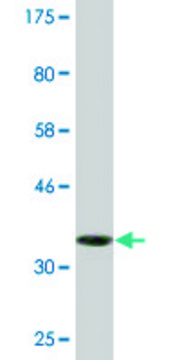 Monoclonal Anti-NUBP1, (C-terminal) antibody produced in mouse clone 2B11, purified immunoglobulin, buffered aqueous solution