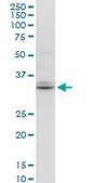 Monoclonal Anti-TSPAN32, (C-terminal) antibody produced in mouse clone 2G12, purified immunoglobulin, buffered aqueous solution