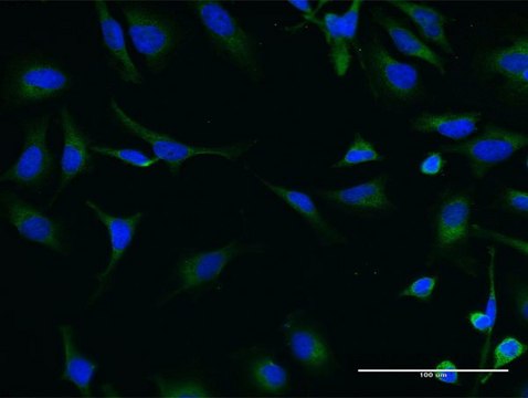 Monoclonal Anti-SNF1LK2 antibody produced in mouse clone 4C6, purified immunoglobulin, buffered aqueous solution