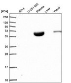Anti-NARF antibody produced in rabbit Prestige Antibodies® Powered by Atlas Antibodies, affinity isolated antibody