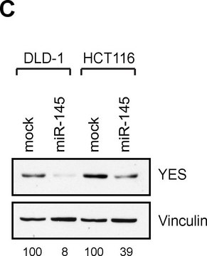 黏着斑蛋白单克隆抗体 小鼠抗 clone hVIN-1, ascites fluid