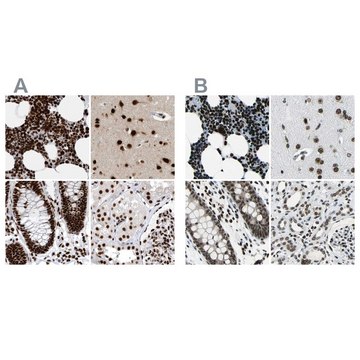 Anti-BCLAF1 antibody produced in rabbit Prestige Antibodies&#174; Powered by Atlas Antibodies, affinity isolated antibody, buffered aqueous glycerol solution