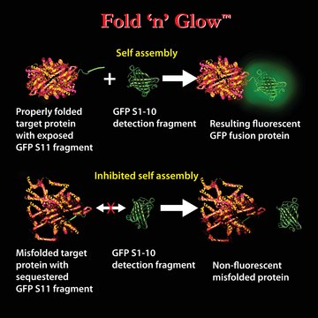 In Vitro Bacterial Split GFP "Fold &#8242;n&#8242; Glow" Solubility Assay Kit (yellow)