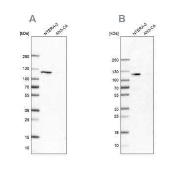 Anti-HSPH1 antibody produced in rabbit affinity isolated antibody, buffered aqueous glycerol solution