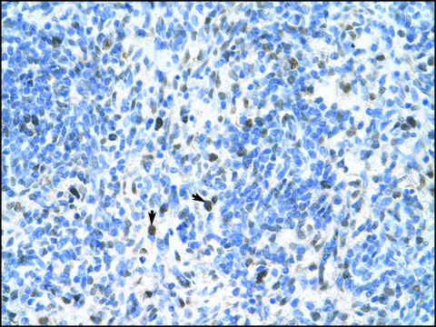 Anti-PCNA antibody produced in rabbit IgG fraction of antiserum