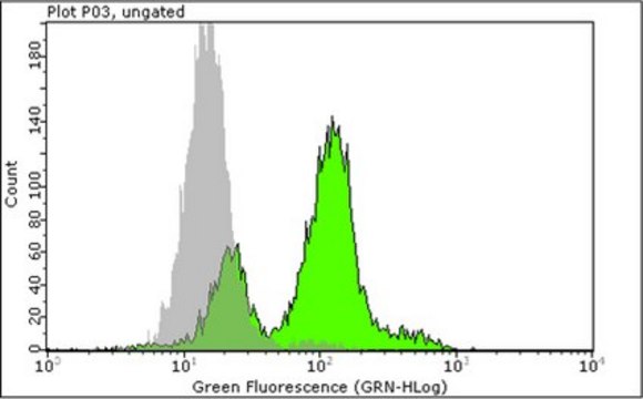 Anti-phospho-Histone H3 (Thr11) Antibody, clone MC83, rabbit monoclonal culture supernatant, clone MC83, Upstate&#174;