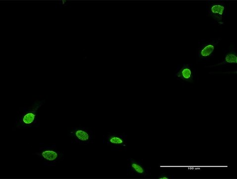 Anti-TNNI3K antibody produced in rabbit purified immunoglobulin, buffered aqueous solution