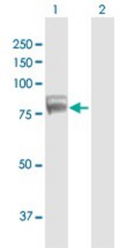 Anti-TDRD3 antibody produced in mouse purified immunoglobulin, buffered aqueous solution