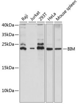 Anti-BIM antibody produced in rabbit