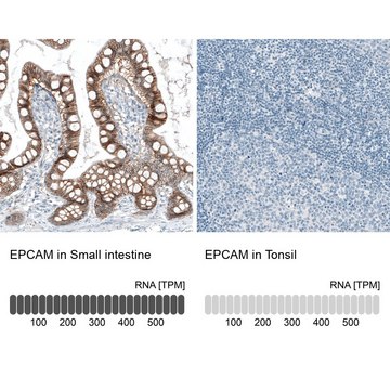 Monoclonal Anti-EPCAM antibody produced in mouse Prestige Antibodies&#174; Powered by Atlas Antibodies, clone CL6313, purified immunoglobulin, buffered aqueous glycerol solution