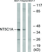 Anti-NT5C1A antibody produced in rabbit affinity isolated antibody
