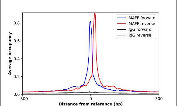 Anti-MAFF antibody produced in rabbit Prestige Antibodies® Powered by Atlas Antibodies, affinity isolated antibody