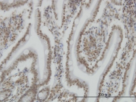 Monoclonal Anti-SP110 antibody produced in mouse clone 8C8, purified immunoglobulin, buffered aqueous solution