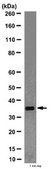 Anti-F-actin-capping protein subunit alpha-1 Antibody from rabbit, purified by affinity chromatography