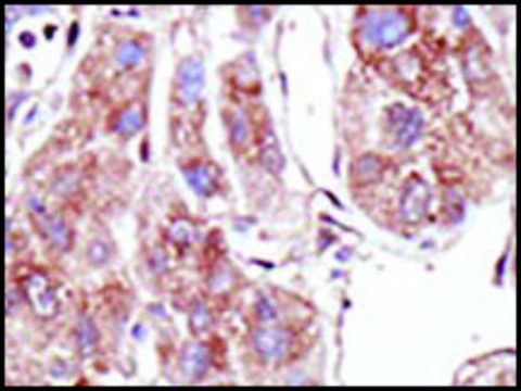 Anti-PIASz1 (C-term) antibody produced in rabbit IgG fraction of antiserum, buffered aqueous solution