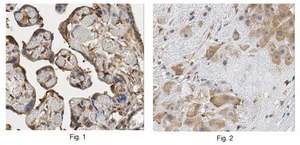 Anti-Dio3 Antibody from rabbit, purified by affinity chromatography