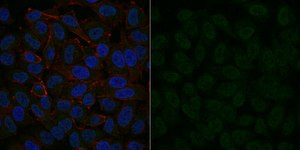 Anti-IGF-I Antibody, clone Sm1.2, Alexa Fluor™ 488 Conjugate clone Sm1.2, from mouse, ALEXA FLUOR™ 488