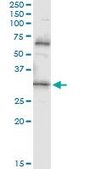 Monoclonal Anti-PDYN, (C-terminal) antibody produced in mouse clone 2E12, purified immunoglobulin, buffered aqueous solution