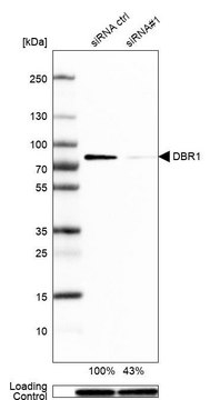 Anti-DBR1 antibody produced in rabbit Prestige Antibodies&#174; Powered by Atlas Antibodies, affinity isolated antibody, buffered aqueous glycerol solution