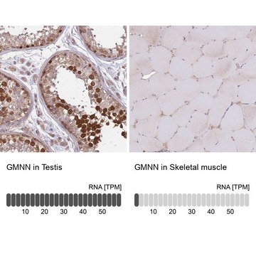 Anti-GMNN antibody produced in rabbit Prestige Antibodies&#174; Powered by Atlas Antibodies, affinity isolated antibody, buffered aqueous glycerol solution