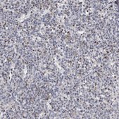 Anti-GZMH antibody produced in rabbit Prestige Antibodies® Powered by Atlas Antibodies, affinity isolated antibody, buffered aqueous glycerol solution