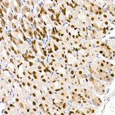 Anti-GATA4 Antibody, clone 1M2E4, Rabbit Monoclonal