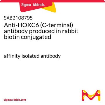 Anti-HOXC6 (C-terminal) antibody produced in rabbit biotin conjugated affinity isolated antibody