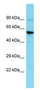 Anti-ERVW-1 (N-terminal) antibody produced in rabbit affinity isolated antibody