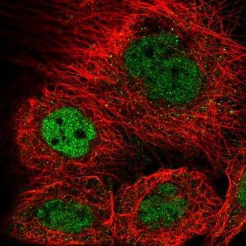 Anti-KANSL3 antibody produced in rabbit Prestige Antibodies&#174; Powered by Atlas Antibodies, affinity isolated antibody